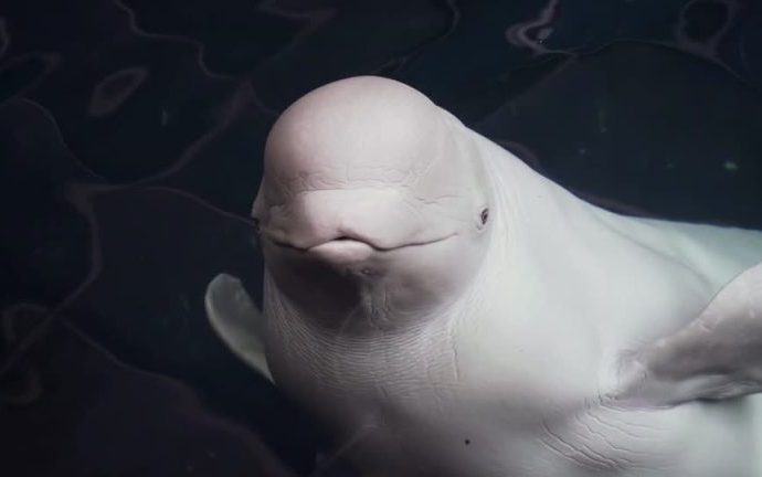 BALEIA BELUGA: ACASALAMENTO E SOBREVIVÊNCIA EM FOCUS