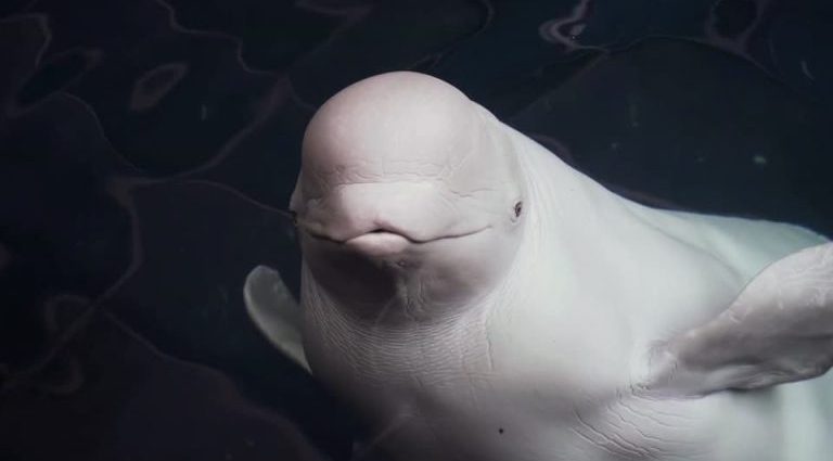 BALEIA BELUGA: ACASALAMENTO E SOBREVIVÊNCIA EM FOCUS