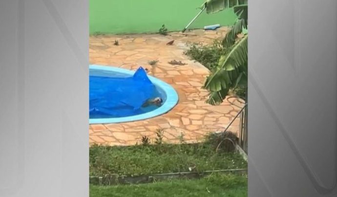 CACHORRO SALVO DE AFOGAMENTO EM PISCINA EM MT