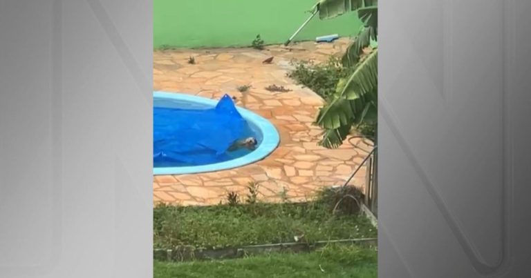 CACHORRO SALVO DE AFOGAMENTO EM PISCINA EM MT