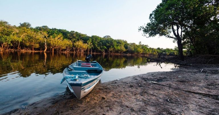 DESMATAMENTO: ÁREAS PROTEGIDAS REDUZEM IMPACTO EM 2025