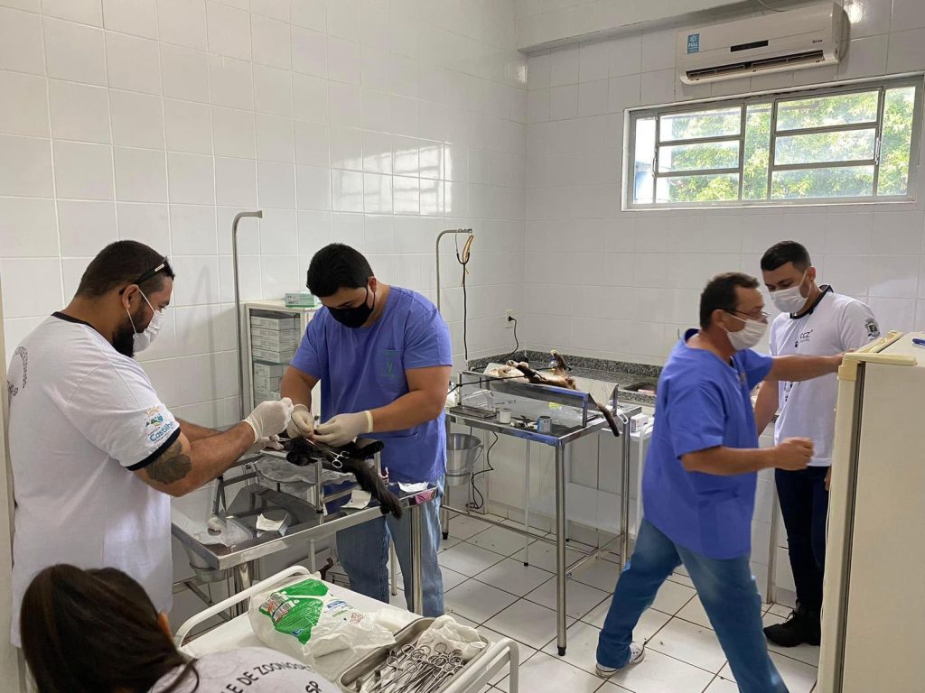 CASTRAÇÃO FELINA: 3,5 MIL PROCEDIMENTOS EM CASTILHO