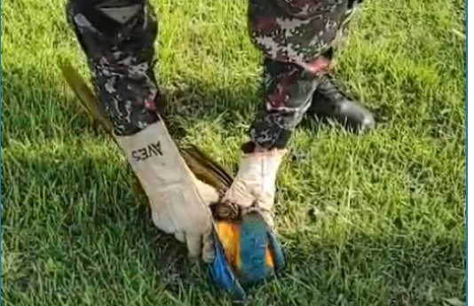Resgate de Arara-Canindé em Campo Grande: Ação da Polícia Militar Ambiental