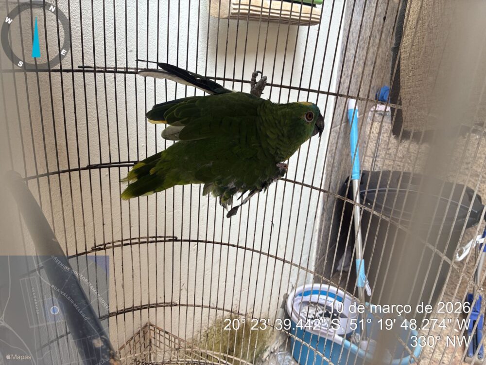 PAPAGAIO IRREGULAR RESULTA EM MULTA AMBIENTAL