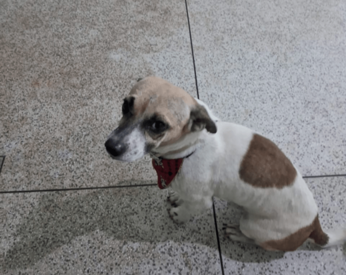 Cão com gravata emociona moradores em Castilho