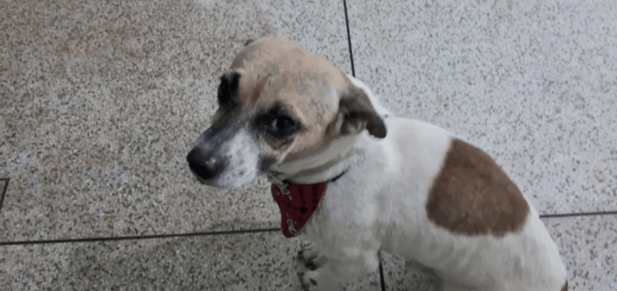 Cão com gravata emociona moradores em Castilho