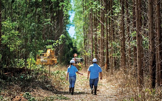 Suzano abre seleção para colheita florestal em MS: oportunidade de emprego em Água Clara, Bataguassu e Três Lagoas