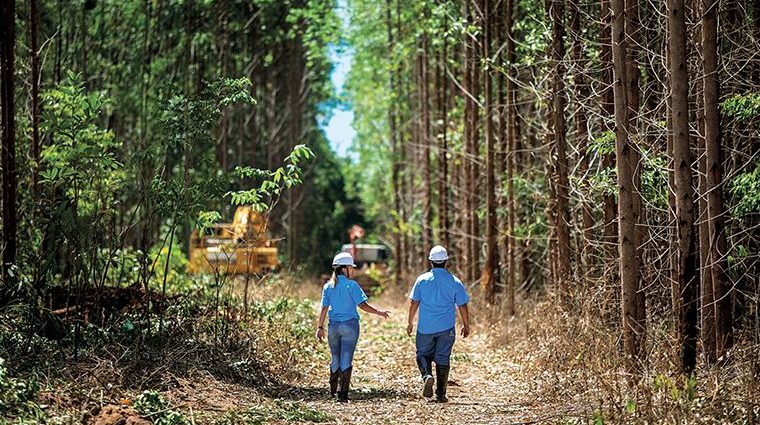 Suzano abre seleção para colheita florestal em MS: oportunidade de emprego em Água Clara, Bataguassu e Três Lagoas