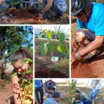 AÇÃO AMBIENTAL EM CASTILHO: 47 MUDAS TRANSFORMAM BAIRRO