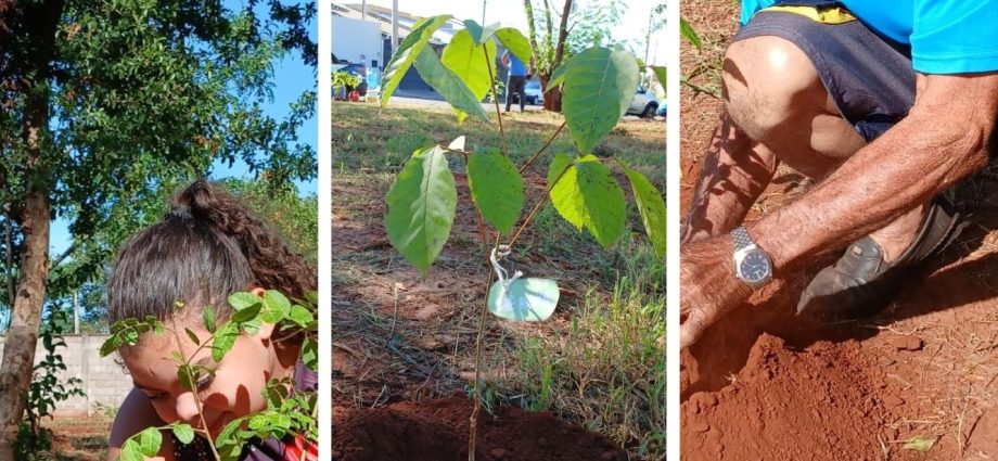 AÇÃO AMBIENTAL EM CASTILHO: 47 MUDAS TRANSFORMAM BAIRRO