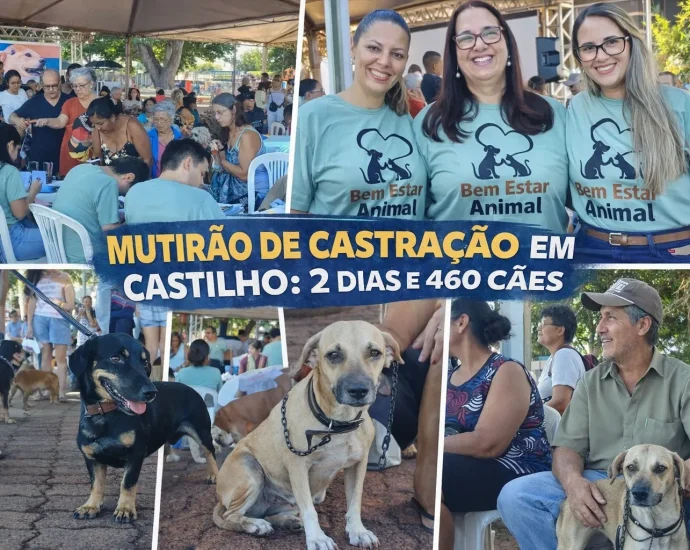 MUTIRÃO DE CASTRAÇÃO EM CASTILHO 2 DIAS E 460 CÃES