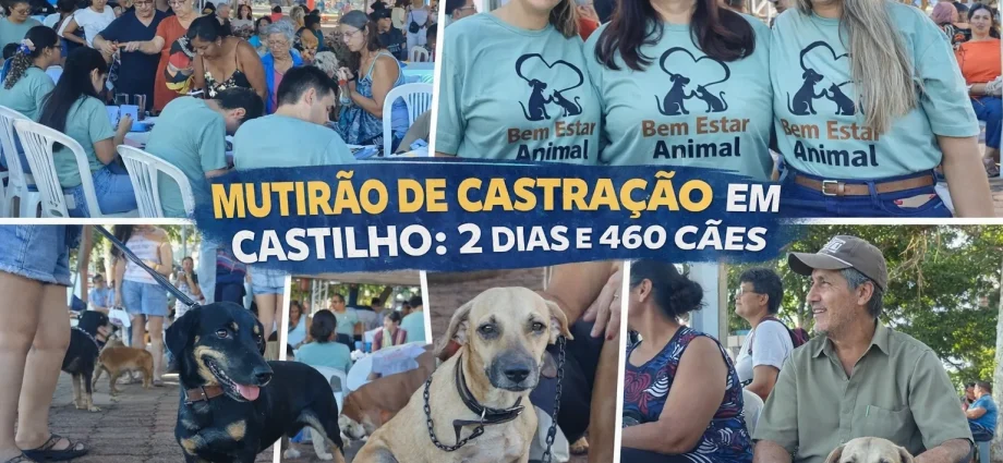 MUTIRÃO DE CASTRAÇÃO EM CASTILHO 2 DIAS E 460 CÃES