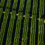 Suzano abre sete oportunidades de emprego em Mato Grosso do Sul