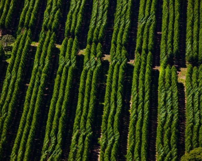 Suzano abre sete oportunidades de emprego em Mato Grosso do Sul