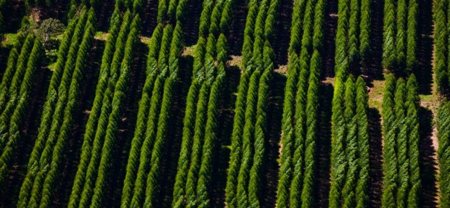 Suzano abre sete oportunidades de emprego em Mato Grosso do Sul
