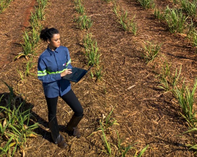 Tereos Abre Mais de 100 Vagas para o Programa de Estágio Jovens Talentos