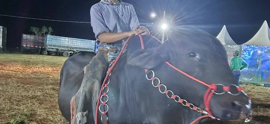 VÍDEO: Bastidores da entrada das bandeiras movimentam a arena da Festa do Peão em Castilho 2026