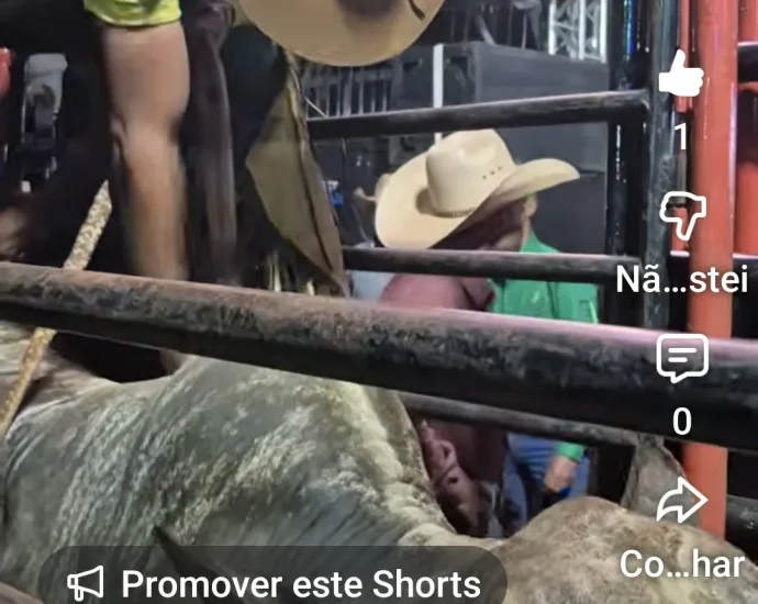 VÍDEO: Touros já estão prontos para a abertura do rodeio em Castilho