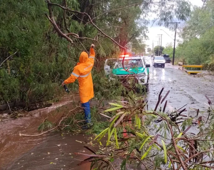 TEMPORAL EM ANDRADINA CAUSA DANOS E QUEDA DE ÁRVORES