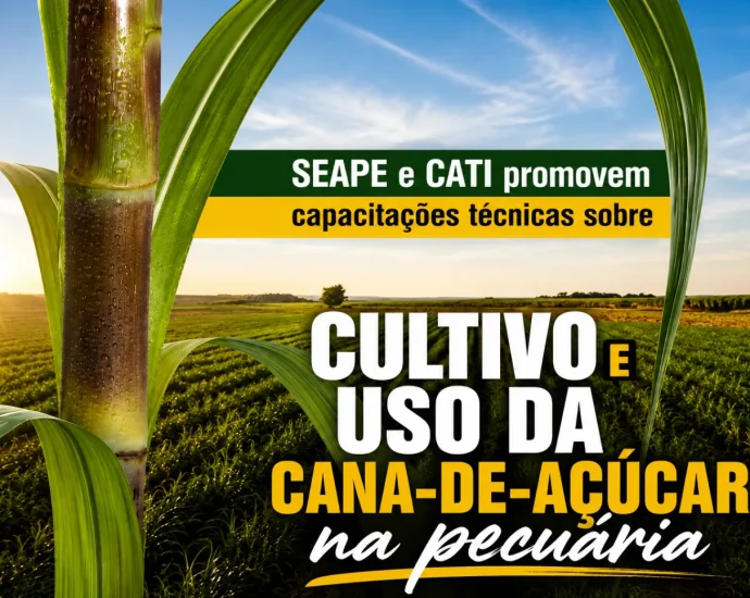 CAPACITAÇÕES SOBRE CANA-DE-AÇÚCAR EM CASTILHO SP