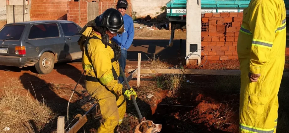 BRIGADA MUNICIPAL DE CASTILHO RESGATA CÃO QUE CAIU EM BURACO