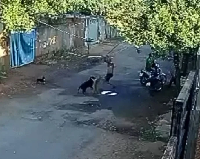 Homem é preso após agredir cães em São José do Rio Preto