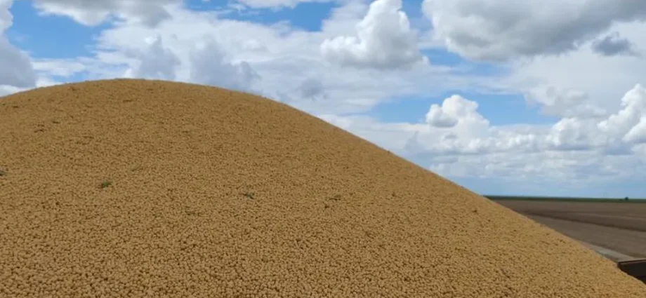 Colheita de milho em Mato Grosso do Sul atinge 75% da área plantada
