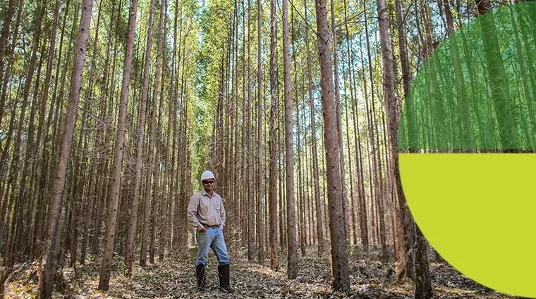 Eldorado Brasil Anuncia Vagas em Silvicultura em Água Clara