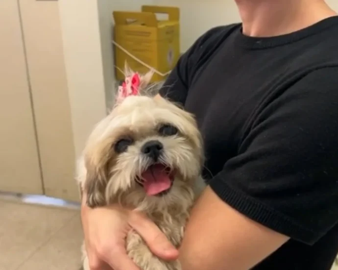 Veterinários Especializados Ampliam Atendimento a Animais em São José do Rio Preto