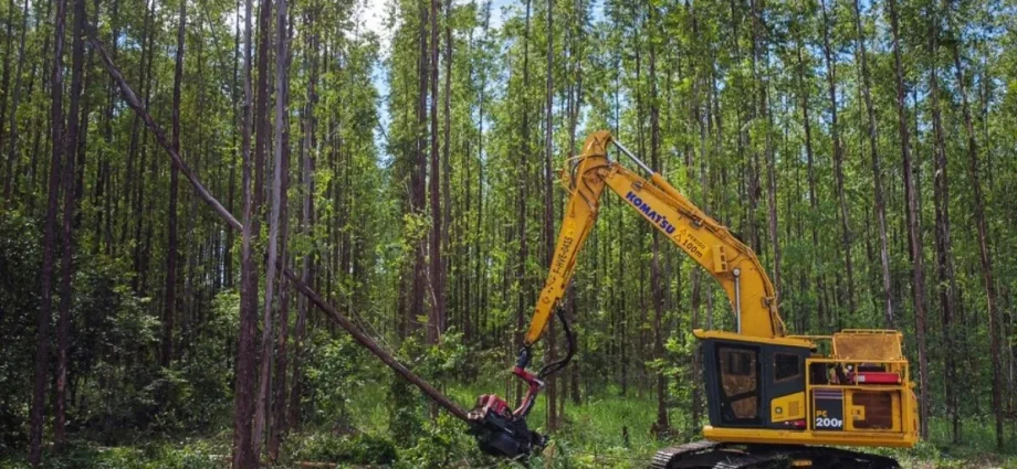Suzano Abre 77 Vagas para Trainee Florestal em Mato Grosso do Sul