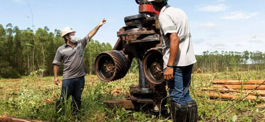 Suzano oferece 15 vagas de emprego em Mato Grosso do Sul