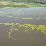 Suspensão de Vertimento de Plantas no Rio Pardo Após Solicitação do Imasul