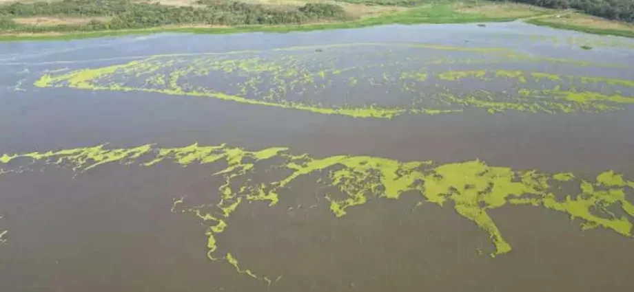 Suspensão de Vertimento de Plantas no Rio Pardo Após Solicitação do Imasul
