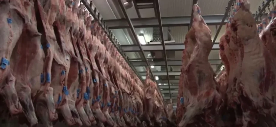 Queda nas Exportações de Carne Bovina de MS em Agosto de 2026