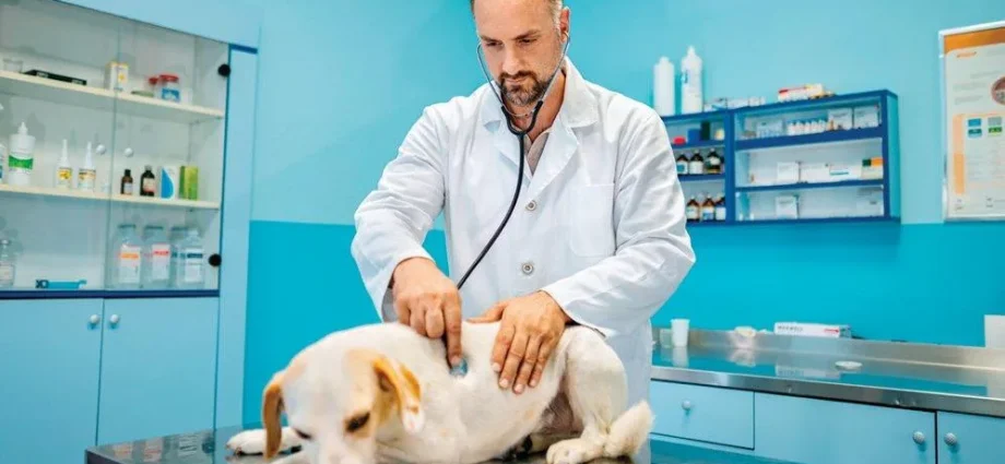 Dia do Médico-Veterinário é celebrado em 9 de setembro