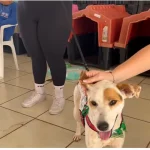 Feira de Adoção de Animais Resgatados é Realizada em Três Lagoas