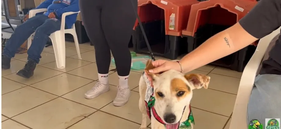 Feira de Adoção de Animais Resgatados é Realizada em Três Lagoas