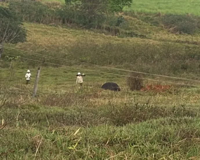 Temporal causa morte de quatro vacas e provoca estragos em Cosmorama, SP