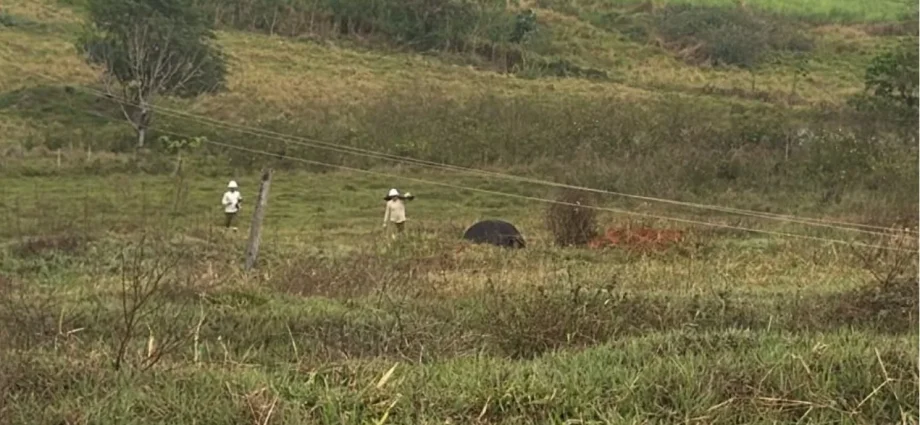 Temporal causa morte de quatro vacas e provoca estragos em Cosmorama, SP
