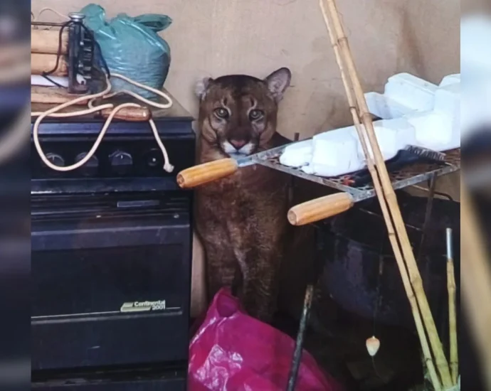 Onça-parda é capturada em residência em Birigui, SP