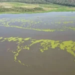 Pantanal Energética interrompe liberação de macrófitas no Rio Pardo após solicitação do Imasul