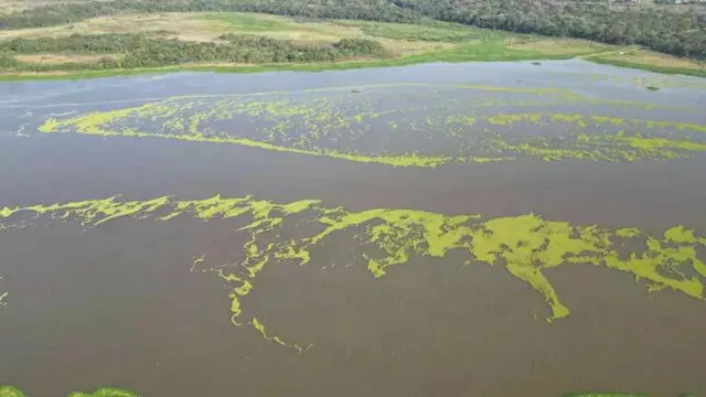 Pantanal Energética interrompe liberação de macrófitas no Rio Pardo após solicitação do Imasul